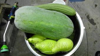 黑料吃瓜网apk普通安装 